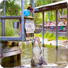 Alligator Adventure